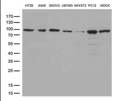 Western Blot: STAT3 Antibody (OTI21E7) - Azide and BSA Free [NBP2-74378] - Analysis of extracts (35ug) from different cell line by using anti-STAT3 monoclonal antibody. (1:500)