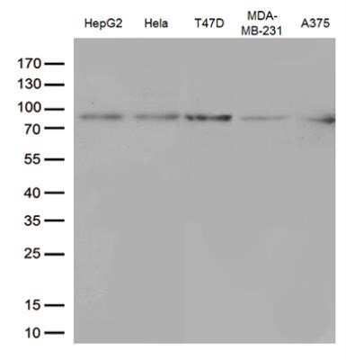 Western Blot: STAT3 Antibody (OTI21E7) - Azide and BSA Free [NBP2-74378] - Analysis of extracts (35ug) from different cell line by using anti-STAT3 monoclonal antibody. (1:500)