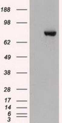 Western Blot: STAT3 Antibody (OTI21E7) - Azide and BSA Free [NBP2-74378] - HEK293T cells were transfected with the pCMV6-ENTRY control (Left lane) or pCMV6-ENTRY STAT3(Right lane) cDNA for 48 hrs and lysed. Equivalent amounts of cell lysates (5 ug per lane) were separated by SDS-PAGE and immunoblotted with anti-STAT3.