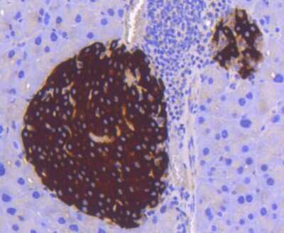 Immunohistochemistry-Paraffin: STAT3 Antibody (SY34-01) [NBP2-67392] - Analysis of paraffin-embedded mouse pancreas tissue using anti-STAT3 antibody. Counter stained with hematoxylin.
