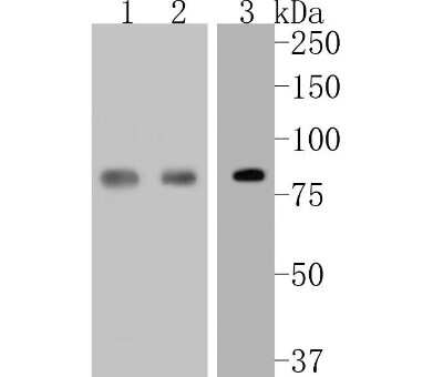 Western Blot: STAT3 Antibody (SY34-01) [NBP2-67392] - Analysis of STAT3 on different lysates. Proteins were transferred to a PVDF membrane and blocked with 5% BSA in PBS for 1 hour at room temperature. The primary antibody (1/500) was used in 5% BSA at room temperature for 2 hours. Goat Anti-Rabbit IgG - HRP Secondary Antibody at 1:5,000 dilution was used for 1 hour at room temperature. Positive control: Lane 1: MCF-7 cell lysateLane 2: SiHa cell lysate Lane 3: A549 cell lysate