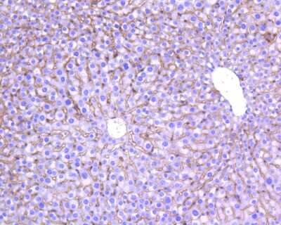 Immunohistochemistry-Paraffin: STAT3 [p Tyr705] Antibody (SZ43-01) [NBP2-67367] - Immunohistochemical analysis of paraffin-embedded mouse liver tissue using anti-STAT3 antibody. The section was pre-treated using heat mediated antigen retrieval with Tris-EDTA buffer (pH 8.0-8.4) for 20 minutes. The tissues were blocked in 5% BSA for 30 minutes at room temperature, washed with ddH2O and PBS, and then probed with the primary antibody (ET1603-40, 1/200) for 30 minutes at room temperature. The detection was performed using an HRP conjugated compact polymer system. DAB was used as the chromogen. Tissues were counterstained with hematoxylin and mounted with DPX.