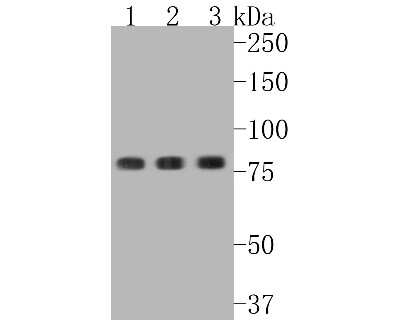 Western Blot: STAT3 [p Tyr705] Antibody (SZ43-01) [NBP2-67367] - Western blot analysis of STAT3 on different lysates. Proteins were transferred to a PVDF membrane and blocked with 5% BSA in PBS for 1 hour at room temperature. The primary antibody (1/500) was used in 5% BSA at room temperature for 2 hours. Goat Anti-Rab