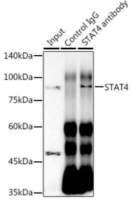 Immunoprecipitation: STAT4 Antibody (10H10O9) [NBP3-16425] - Immunoprecipitation analysis of 300ug extracts of HeLa cells using 3ug STAT4 antibody (NBP3-16425). Western blot was performed from the immunoprecipitate using STAT4 antibody (NBP3-16425) at a dilition of 1:1000.