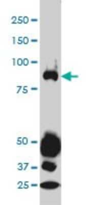 Western Blot: STAT4 Antibody (1C2-1C12) [H00006775-M01] - STAT4 monoclonal antibody (M01), clone 1C2-1C12 Analysis of STAT4 expression in A-549.