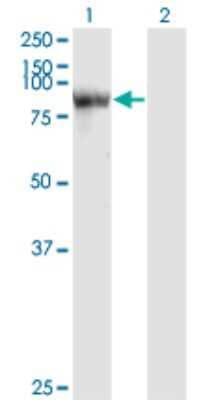 Western Blot: STAT4 Antibody (1C2-1C12) [H00006775-M01] - Analysis of STAT4 expression in transfected 293T cell line by STAT4 monoclonal antibody (M01), clone 1C2-1C12.Lane 1: STAT4 transfected lysate(85.9 KDa).Lane 2: Non-transfected lysate.