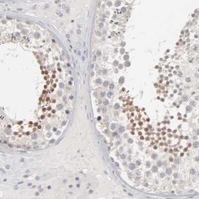 Immunohistochemistry-Paraffin: STAT4 Antibody [NBP1-89474] - Staining of human testis shows high expression.