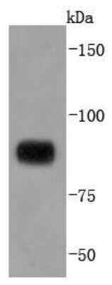 Western Blot: STAT4 Antibody (JJ08-85) [NBP2-67868] - Analysis of STAT4 on Daudi cells lysates using anti-STAT4 antibody at 1/1,000 dilution.