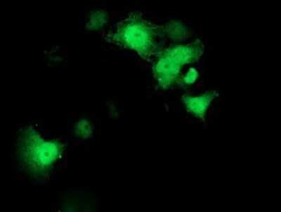 Immunocytochemistry/Immunofluorescence: STAT4 Antibody (OTI2F3) - Azide and BSA Free [NBP2-74389] - Staining of COS7 cells transiently transfected by pCMV6-ENTRY STAT4.