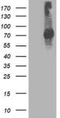 Western Blot: STAT4 Antibody (OTI2F3) - Azide and BSA Free [NBP2-74389] - HEK293T cells were transfected with the pCMV6-ENTRY control (Left lane) or pCMV6-ENTRY STAT4 (Right lane) cDNA for 48 hrs and lysed. Equivalent amounts of cell lysates (5 ug per lane) were separated by SDS-PAGE and immunoblotted with anti-STAT4.