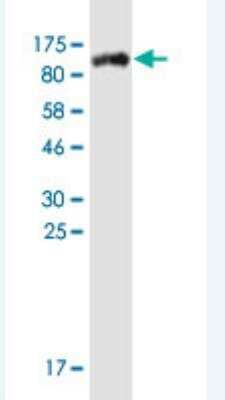 Western Blot: STAT4 Antibody (S1) [H00006775-M02A-200ul] - Detection against Immunogen (108.02 KDa) .