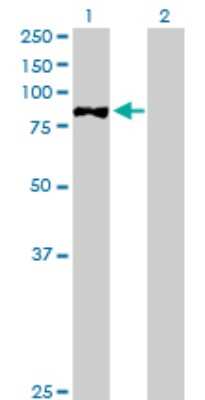 Western Blot: STAT4 Antibody [H00006775-D01P] - Analysis of STAT4 expression in transfected 293T cell line by STAT4 polyclonal antibody.Lane 1: STAT4 transfected lysate(85.90 KDa).Lane 2: Non-transfected lysate.