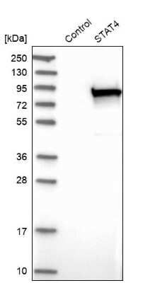 <b>Orthogonal Strategies Validation. </b>Western Blot: STAT4 Antibody [NBP1-89474] - Analysis in control (vector only transfected HEK293T lysate) and STAT4 over-expression lysate (Co-expressed with a C-terminal myc-DDK tag (3.1 kDa) in mammalian HEK293T cells).