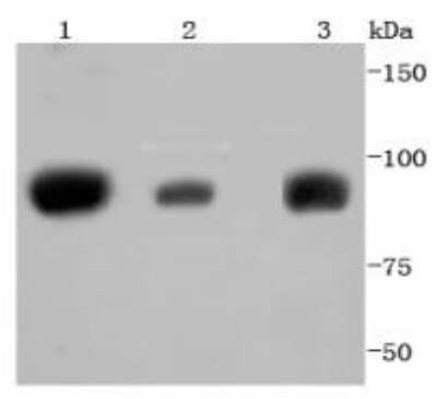 Western Blot: STAT5A Antibody (JJ08-78) [NBP2-67871] - Analysis of STAT5A+B on different lysates using anti-STAT5A+B antibody at 1/1,000 dilution. Positive control: Lane 1: K562 Lane 2: Jurkat Lane 3: PC-12