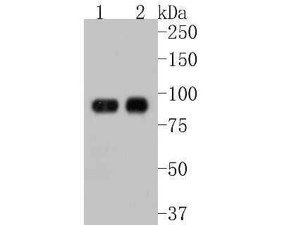 Western Blot: STAT5A Antibody (JJ08-78) [NBP2-67871] - Western blot analysis of STAT5A on different lysates. Proteins were transferred to a PVDF membrane and blocked with 5% BSA in PBS for 1 hour at room temperature. The primary antibody (1/500) was used in 5% BSA at room temperature for 2 hours. Goat Anti-Ra