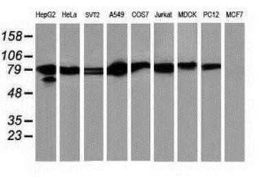 Western Blot: STAT5A Antibody (OTI9F7) - Azide and BSA Free [NBP2-74392] - Analysis of extracts (35ug) from 9 different cell lines by using anti-STAT5A monoclonal antibody.