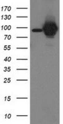 Western Blot: STAT5A Antibody (OTI9F7) - Azide and BSA Free [NBP2-74392] - HEK293T cells were transfected with the pCMV6-ENTRY control (Left lane) or pCMV6-ENTRY STAT5A (Right lane) cDNA for 48 hrs and lysed. Equivalent amounts of cell lysates (5 ug per lane) were separated by SDS-PAGE and immunoblotted with anti-STAT5A.