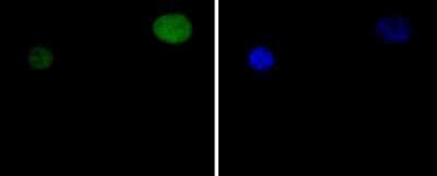 Immunocytochemistry/Immunofluorescence: STAT5A Antibody (SC66-09) [NBP2-67601] - Staining STAT5a in C2C12 cells (green). The nuclear counter stain is DAPI (blue). Cells were fixed in paraformaldehyde, permeabilised with 0.25% Triton X100/PBS.