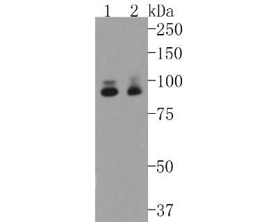 Western Blot: STAT5A Antibody (SC66-09) [NBP2-67601] - Western blot analysis of STAT5A on different lysates. Proteins were transferred to a PVDF membrane and blocked with 5% BSA in PBS for 1 hour at room temperature. The primary antibody (1/500) was used in 5% BSA at room temperature for 2 hours. Goat Anti-Ra