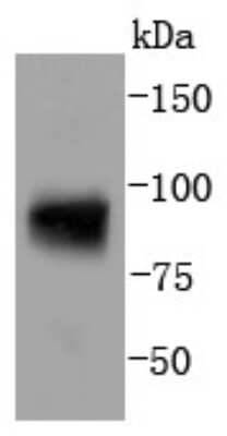 Western Blot: STAT5A [p Tyr694] Antibody (SC05-31) [NBP2-67590] - Analysis of Phospho-Stat5(Y694) on mouse liver lysates using anti-Phospho-Stat5(Y694) antibody at 1/1,000 dilution.