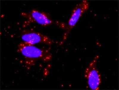 Proximity Ligation Assay: STAT5a Antibody (1B12) [H00006776-M02] - Analysis of protein-protein interactions between STAT1 and STAT5A. HeLa cells were stained with anti-STAT1 rabbit purified polyclonal 1:1200 and anti-STAT5A mouse monoclonal antibody 1:50. Each red dot represents the detection of protein-protein interaction complex, and nuclei were counterstained with DAPI (blue).