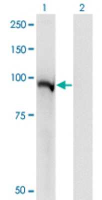 Western Blot: STAT5a Antibody (1B12) [H00006776-M02] - Analysis of STAT5A expression in transfected 293T cell line by STAT5A monoclonal antibody (M02), clone 1B12.Lane 1: STAT5A transfected lysate (Predicted MW: 90.6 KDa).Lane 2: Non-transfected lysate.