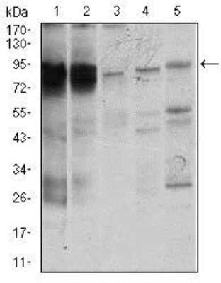 Western Blot: STAT5a Antibody (6D4) [NBP2-37441] - Western blot analysis using STAT5A mouse mAb against K562 (1), MOLT4 (2), HeLa (3), Jurkat (4), and A431 (5) cell lysate.