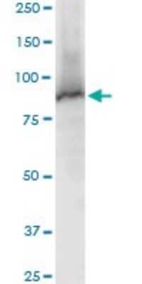Western Blot: STAT5a Antibody [H00006776-B01P] - Analysis of STAT5A expression in PC-12.