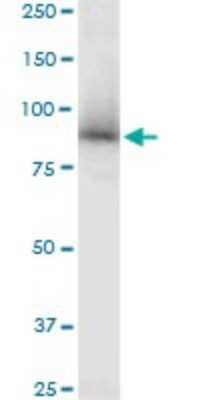 Western Blot: STAT5a Antibody [H00006776-B01P] - Analysis of STAT5A expression in Raw 264.7.