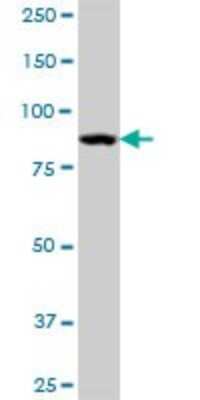 Western Blot: STAT5a Antibody [H00006776-B01P] - Analysis of STAT5A expression in MCF-7.