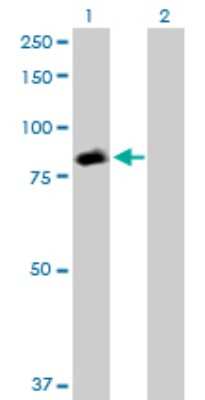 Western Blot: STAT5a Antibody [H00006776-D01P] - Analysis of STAT5A expression in transfected 293T cell line by STAT5A polyclonal antibody.Lane 1: STAT5A transfected lysate(90.60 KDa).Lane 2: Non-transfected lysate.