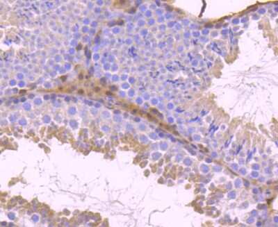 Immunohistochemistry-Paraffin: STAT5b Antibody (SD08-08) [NBP2-67795] - Analysis of paraffin-embedded mouse testis tissue using anti-STAT5b antibody. Counter stained with hematoxylin.