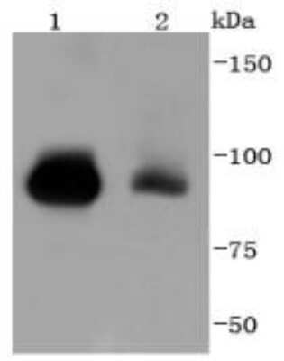 Western Blot: STAT5b Antibody (SD08-08) [NBP2-67795] - Analysis of STAT5b on different lysates using anti-STAT5b antibody at 1/1,000 dilution. Positive control: Lane 1: K562 Lane 2: Hela