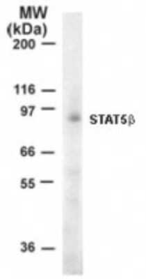 Western Blot: STAT5b Antibody [NB100-56324] - Analysis of Stat5b in 10 ug of Jurkat cell lysate using 1 ug/ml this antibody. Immunoreaction was detected by chemiluminescence