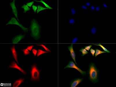 Immunocytochemistry/Immunofluorescence: STAT6 Antibody [NBP2-24826] - STAT6 antibody was tested in HeLa cells with Dylight 488 (green). Nuclei and alpha-tubulin were counterstained with DAPI (blue) and Dylight 550 (red). A dilution of 1:10 was used. Image objective 40x.