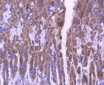 Immunohistochemistry-Paraffin: STAT6 Antibody (SY02-72) [NBP2-67445] - Analysis of paraffin-embedded mouse stomach tissue using anti-STAT6 antibody. Counter stained with hematoxylin.