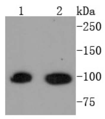 Western Blot: STAT6 Antibody (SY02-72) [NBP2-67445] - Analysis of STAT6 on different lysates using anti-STAT6 antibody at 1/1,000 dilution. Positive control: Lane 1: Hela Lane 2: Raji. Note: bands were detected near the predicted molecular weight of 94 kDa for both cell lines.