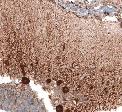 Immunohistochemistry-Paraffin STAU2 Antibody