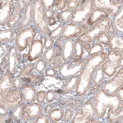 Immunohistochemistry-Paraffin: STAU2 Antibody [NBP1-89380] - Staining of human kidney shows weak to moderate cytoplasmic positivity in cells in tubules.