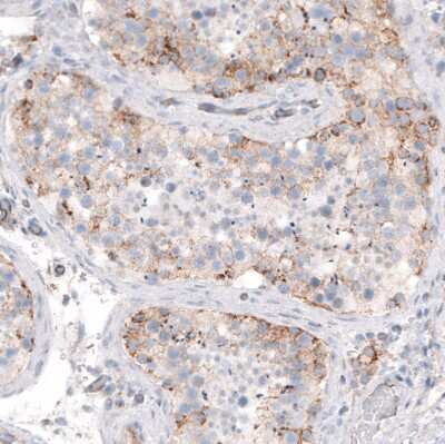 Immunohistochemistry-Paraffin: STAU2 Antibody [NBP1-89380] - Staining of human testis shows weak to moderate cytoplasmic positivity in cells in seminiferous ducts.