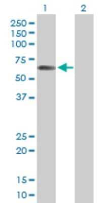 Western Blot: STAU2 Antibody [H00027067-D01P] - Analysis of STAU2 expression in transfected 293T cell line by STAU2 polyclonal antibody.Lane 1: STAU2 transfected lysate(52.80 KDa).Lane 2: Non-transfected lysate.