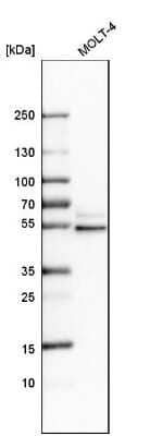 Western Blot STAU2 Antibody