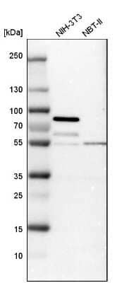 Western Blot STAU2 Antibody