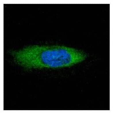 Immunocytochemistry/Immunofluorescence: STCH Antibody [NBP2-20509] - Confocal immunofluorescence analysis of methanol-fixed HeLa, using STCH antibody (Green) at 1:500 dilution.