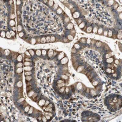 Immunohistochemistry-Paraffin: STCH Antibody [NBP1-80715] - Staining of human small intestine shows moderate granular cytoplasmic positivity in glandular cells.