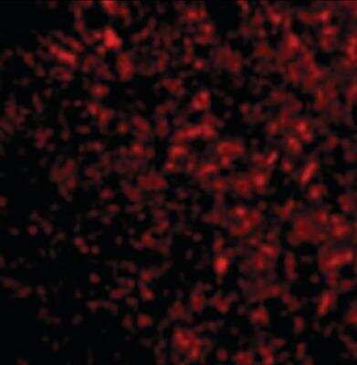 Immunocytochemistry/Immunofluorescence: STEAP3/TSAP6 Antibody [NB100-80830] - Mouse Liver cells at 20 ug/ml.