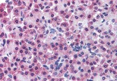 Immunohistochemistry-Paraffin: STEAP3/TSAP6 Antibody [NB100-80830] - Staining of human pancreas. Immunohistochemistry of formalin-fixed, paraffin-embedded tissue after heat-induced antigen retrieval. Antibody concentration 5 ug/ml.