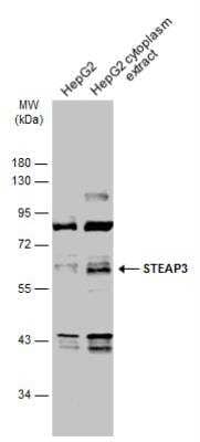 STEAP3/TSAP6 Antibody [NBP2-20510] - HepG2 whole cell and cytoplasm extracts (30 ug) were separated by 10% SDS-PAGE, and the membrane was blotted with this antibody diluted at 1:1000. HRP-conjugated anti-rabbit IgG antibody (NBP2-19301) was used to detect the primary antibody.