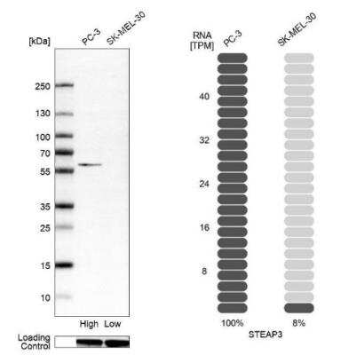 Western Blot: STEAP3/TSAP6 Antibody [NBP2-13395] - Analysis in human cell line PC-3 and human cell line SK-MEL-30.