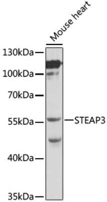 Western Blot: STEAP3/TSAP6 Antibody [NBP2-95115] - Analysis of extracts of mouse heart, using STEAP3/TSAP6 .Exposure time: 60s.